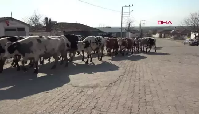 EDİRNE Edirne'de 1 köy karantinaya alındı, 3 okulda eğitime ara verildi