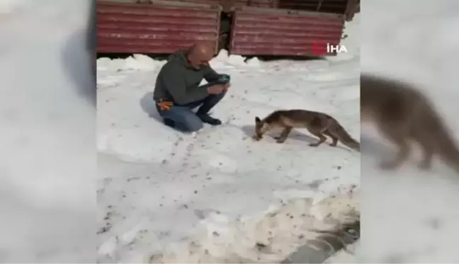 Tır şoförü, kar yağışında aç kalan tilkiyi bisküvi ile besledi