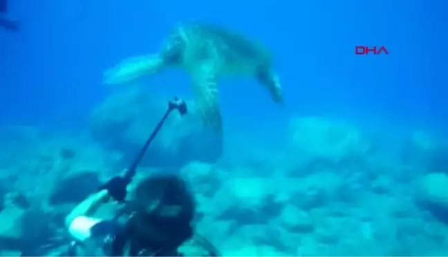 ANTALYA Caretta carettanın ilkbahar dansı