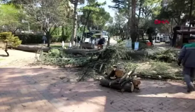 BALIKESİR Fırtına asırlık sedir ağacını devirdi