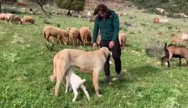 Çoban köpeğinden vefa örneği