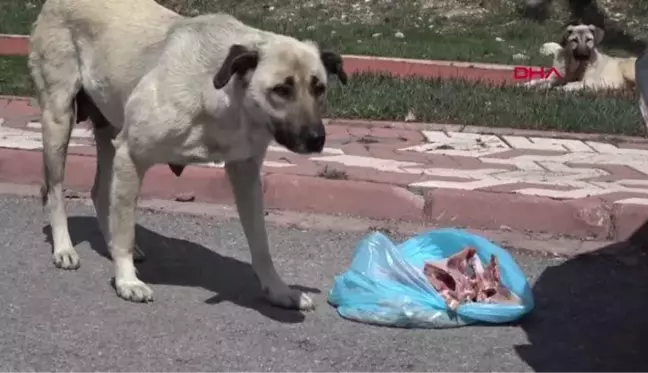 SİVAS BELEDİYE BAŞKANI BİLGİN'İN SOKAK HAYVANLARI HASSASİYETİ ((((