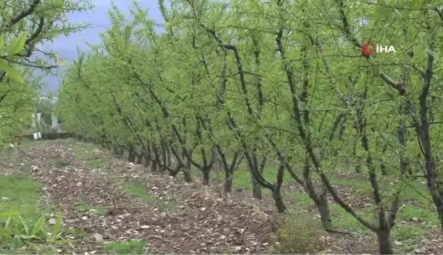 Erkenci şeftali geç kalacak, ilk hasat haziran sonu yapılabilecek