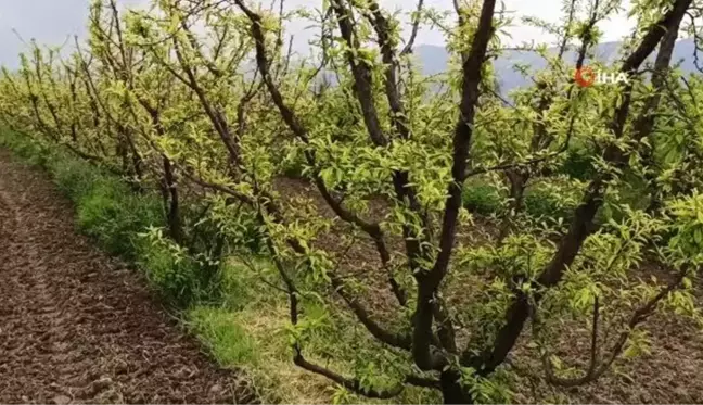 Ödemiş'te erken çiçek açan eriği don vurdu