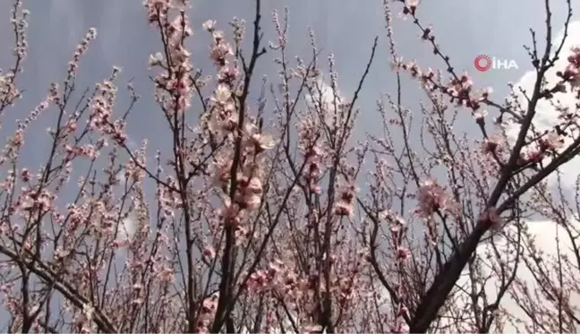 Şırnak dağları sarıya büründü