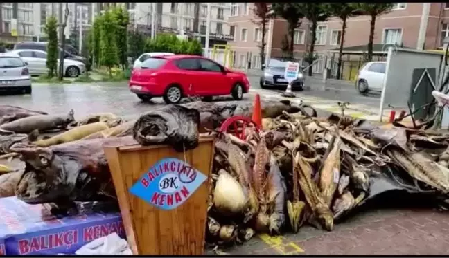 Yıkımı yapılan deniz canlıları müzesindeki mumyalanmış balıklar açık alanda kaldı