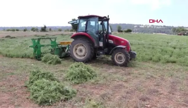 Denizli'nin kekiği, tescillendi