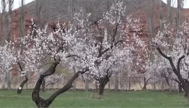 Çiçek açan kayısı ağaçları görsel şölen sunuyor