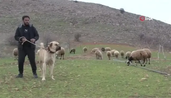 İnsan boyunda çoban köpekleriyle çiftlik kurdu