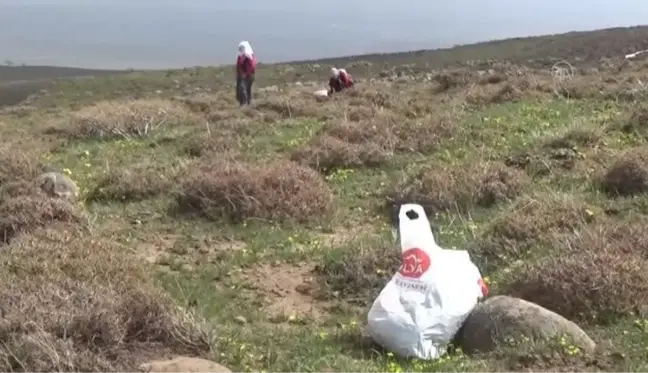 Dağlardan toplanan çiriş otu gelir kapısı oldu