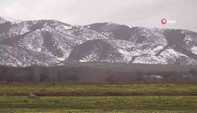 Tunceli'de çiçeklerin renk cümbüşü