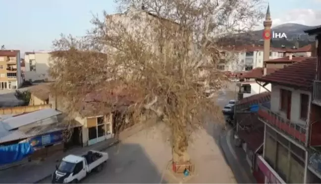 Kesmeye kıyamadıkları 'asırlık çınar ağacı' yol ortasında kaldı