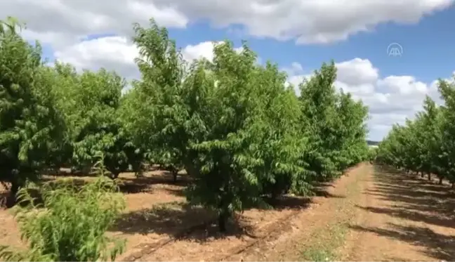 ÇANAKKALE - AB'den coğrafi işaret tescili alan 