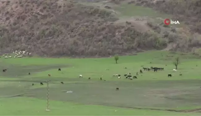 Ahırlarda bekletilen büyükbaş hayvanlar baharın gelişiyle yaylaya çıkıyor