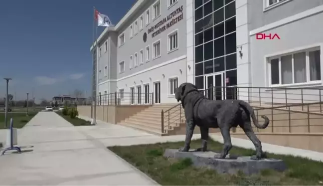 AKSARAY ÜNİVERSİTESİ, DENEK HAYVANI KULLANMIYOR