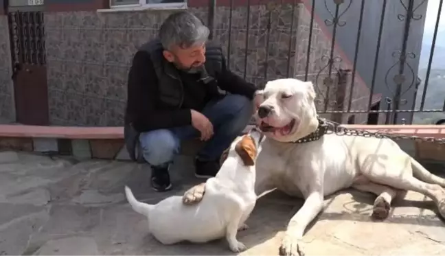 'DOGO ARGENTİNO' IRKI KÖPEKLERİNE YARGI KARARIYLA KAVUŞTU