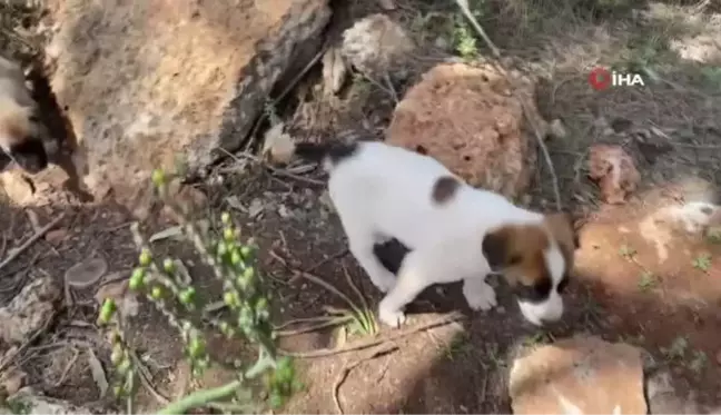 Sokak hayvanlarını beslemek için her gün kilometrelerce yol kat ediyor