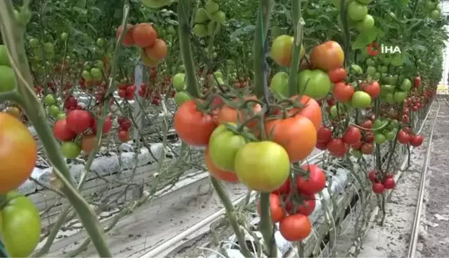 Jeotermal kaynaklı seralar kadınlara ekmek kapısı oluyor