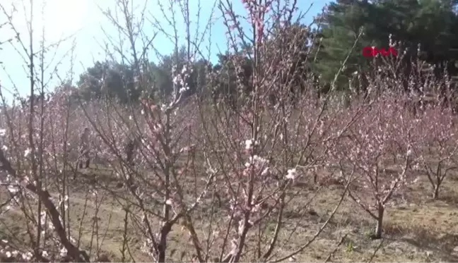 ÇANAKKALE MEYVE AĞAÇLARI, ZARARLILARDAN MAVİ LEĞENLE KURTULDU