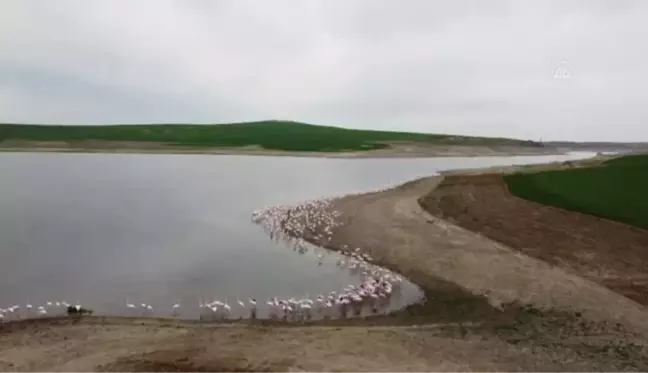 Gelingüllü Barajı flamingoların durağı oldu