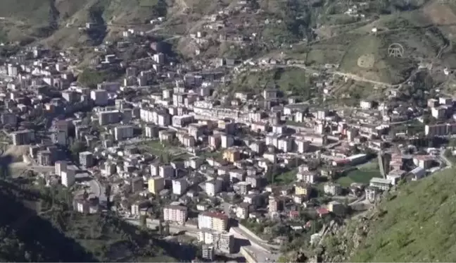 Hakkari dağlarında açan ters laleler görsel şölen sunuyor