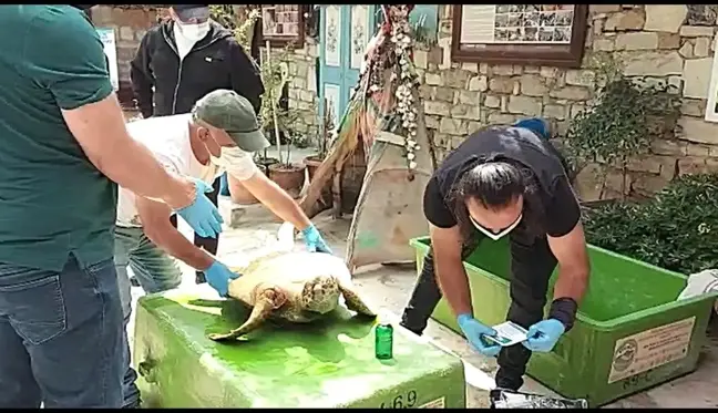 İzmir'de silahla vurulan Caretta Caretta'nın ilk tedavisi Kuşadası'nda yapıldı