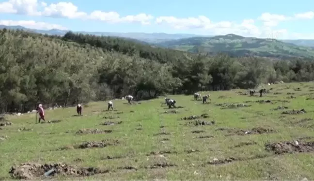 Manisalı kadınlar Ege'nin dağlarına gelir getirici ağaç türleri dikiyor