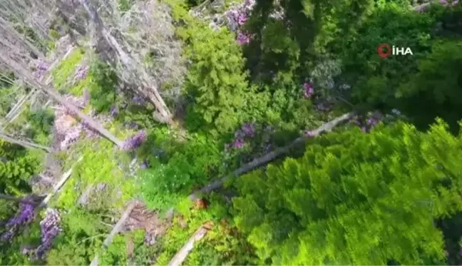 Artvin'de ladin ormanları, sekiz dişli kabuk böcek istilasıyla karşı karşıya