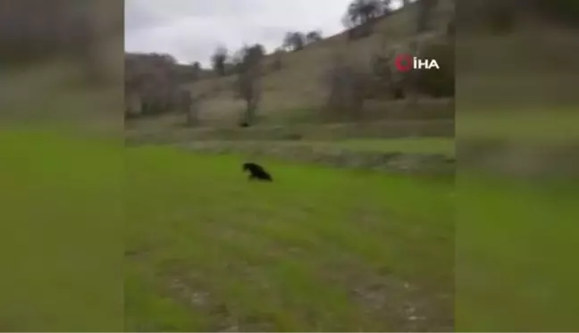 Kopeklerin saldırdığı karacayı mahalle sakinleri kurtardı