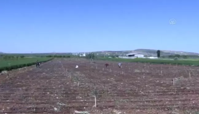 Tarım işçileri 1 Mayıs Emek ve Dayanışma Günü'nde de üretime katkı sağlıyor