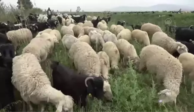 Göçerlerin yaylalara yolculuğu başladı