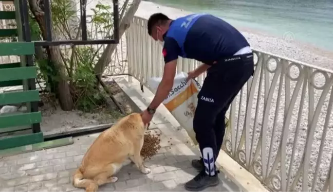 Kaş'ta tam kapanmada sokak hayvanlarına mama desteği