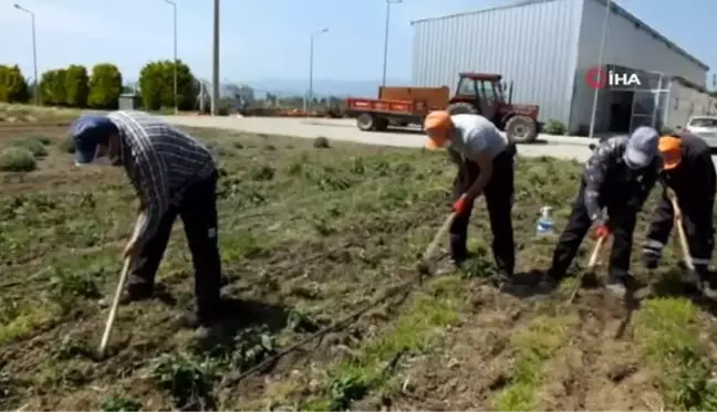 Arıcılar için ballı bitkilerin üretimine başladı