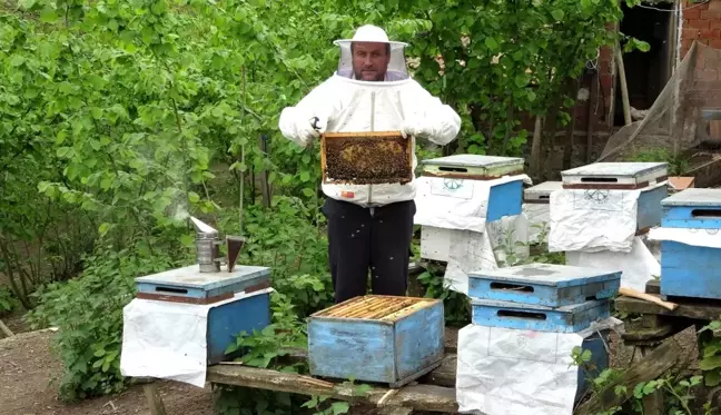 Pandemide karakovan balına talep arttı