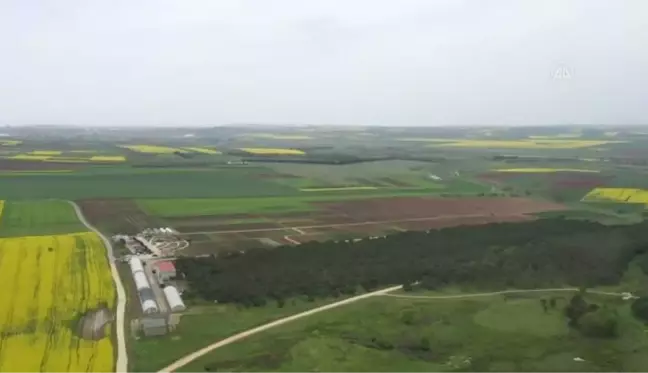 Silivri'de yerli ayçiçeği tohumu için deneme ekimi yapıldı