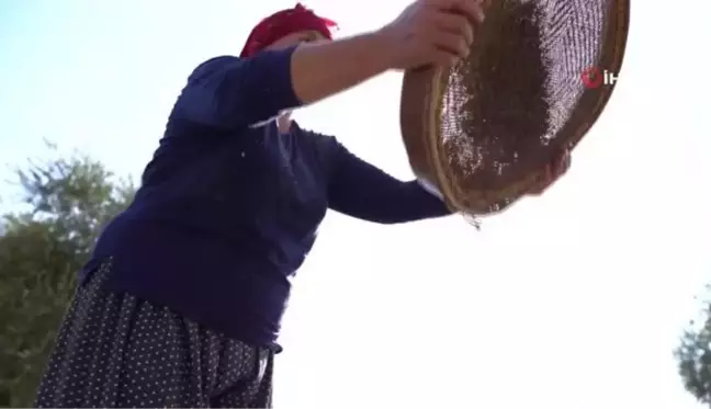 Kilis Zeytinyağı coğrafi işareti alarak tescillendi