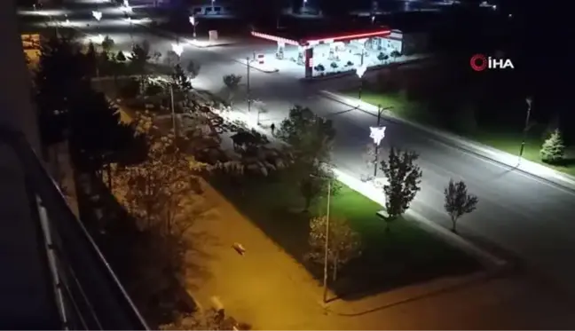 Pandemide boş kalan park koyunlara mera oldu