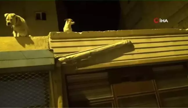Son Dakika | Sahur vakti kumar operasyonu... Güvenlik kameraları ile donatılan kumarhanede kumarcılar kendini köpeklerle korudu