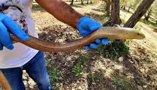 Kuşadası'nda yılan görünümlü kertenkele doğal ortamına bırakıldı