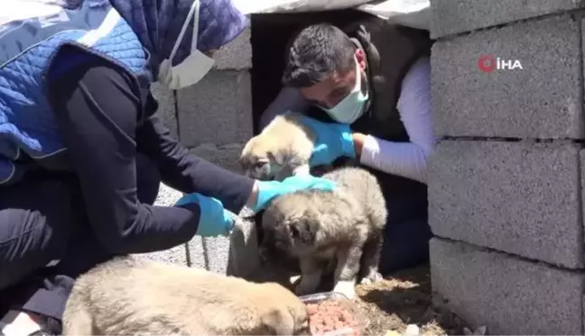 Erciş'te sokak hayvanları için alanlara mama ve su bırakıldı