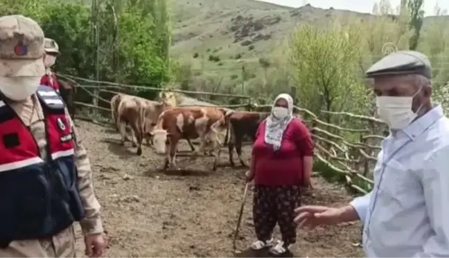 Sivas'ta besicinin kaybolan 20 büyükbaş hayvanını jandarma ekipleri buldu