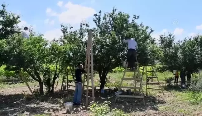 Turgutlu'da erik hasadı başladı