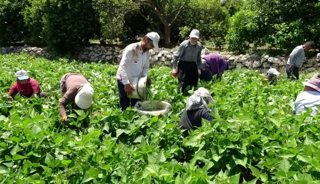 Çiftçiler bayrama denk gelen Dünya Çiftçiler Günü'nü tarlada karşıladı