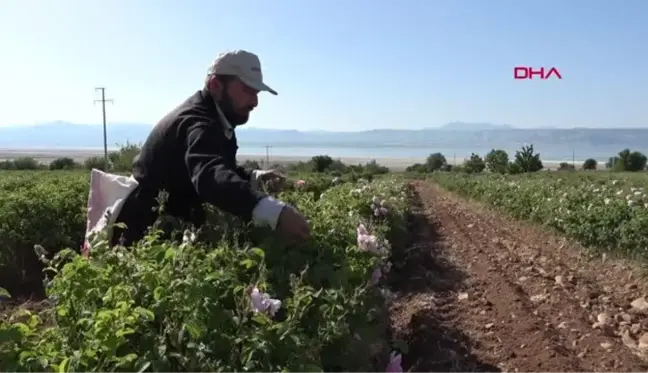 Gül tarlalarında buruk hasat