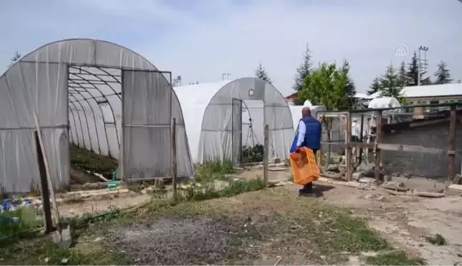 Salgında hobi amaçlı sera kuran mühendis, sebze talebine yetişemez duruma geldi