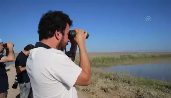 Kıyı balıkçılı kuşu, Türkiye'de ilk kez Hatay'da kayıt altına alındı