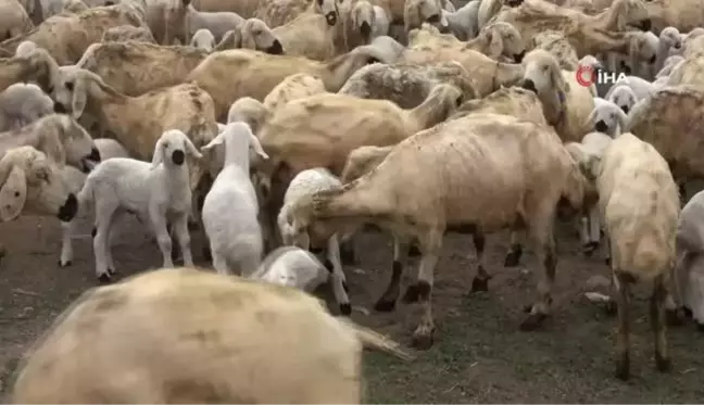 Annelerinin sahiplenmediği kuzuları elleriyle besliyor