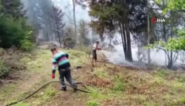 Son dakika haberleri | Artvin'deki orman yangınında 4 bin çam ve ladin ağacı yandı