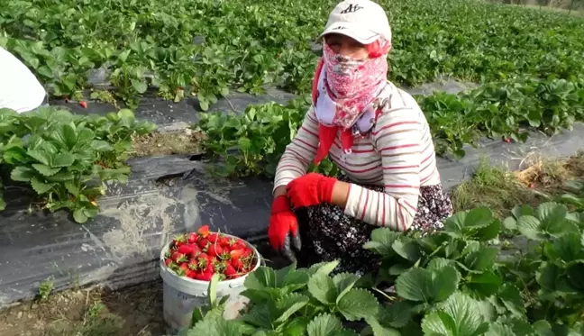 Batman'da devlet desteği ile oluşturulan çilek bahçeleri yüzlerce ailenin geçim kapısı oldu