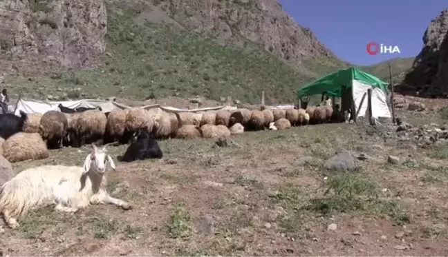 Berivanlar, Şırnak yaylalarında yılın ilk süt sağımına başladı